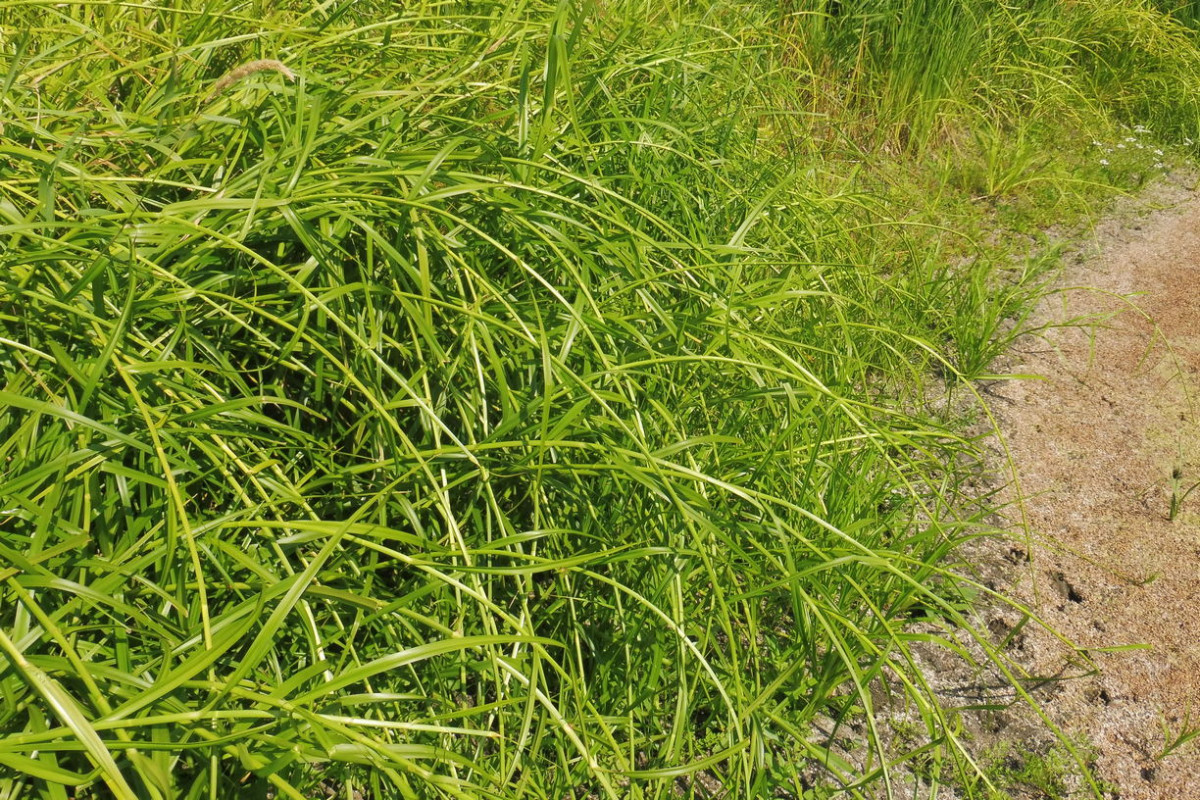 Scirpus radicans Wurzelnde Simse 7.JPG