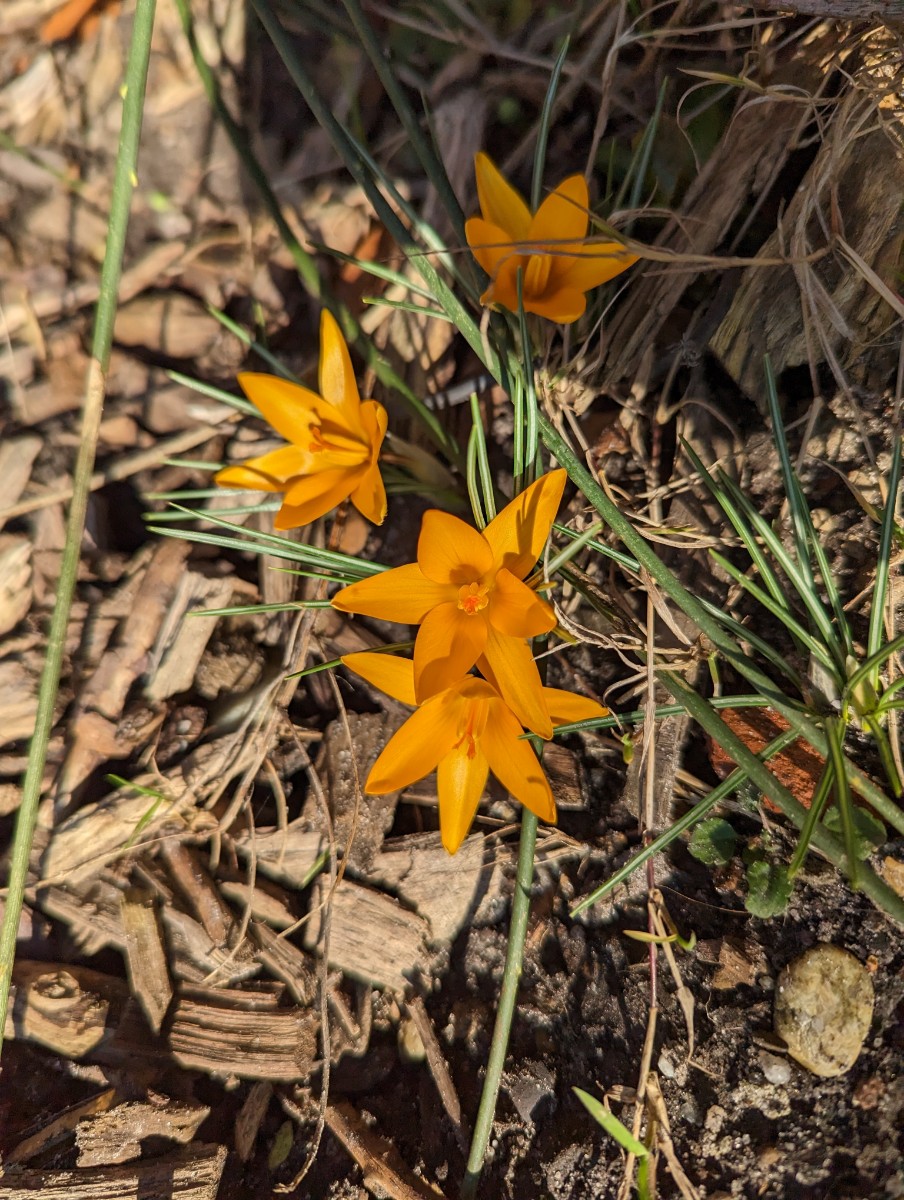 Crocus angustifolius