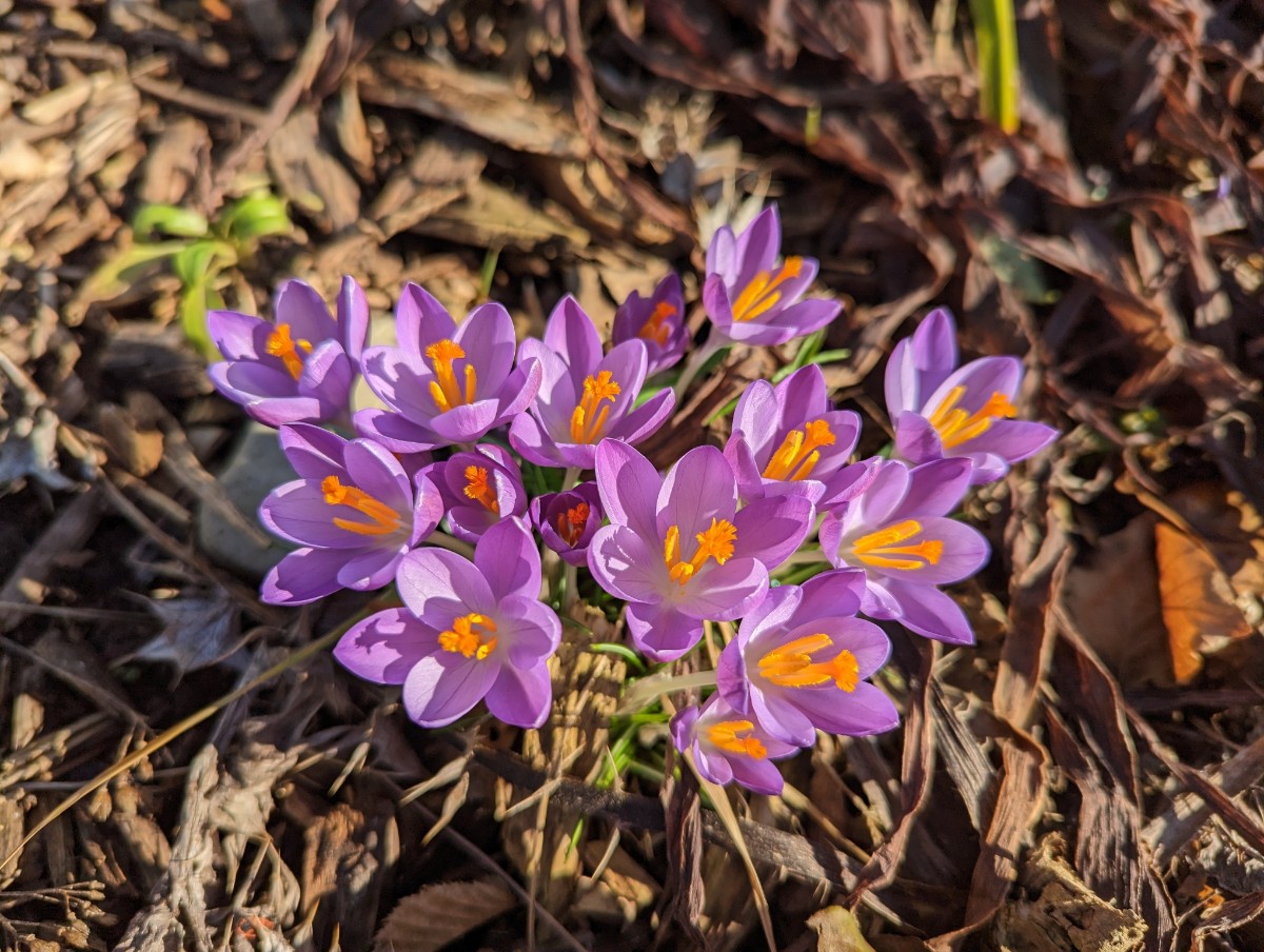 Crocus tommasinianus extrem am vermehren