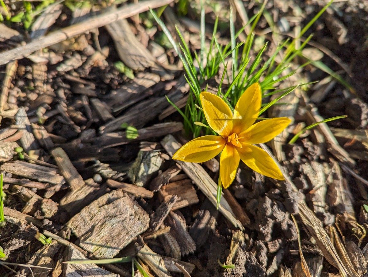 Crocus korolkowii