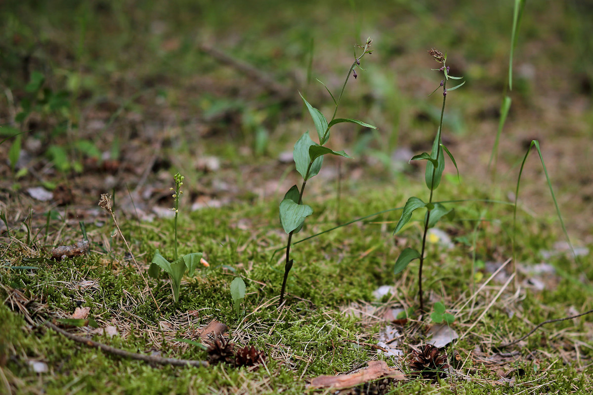 zusammen mit Epipactis atrorubens im Föhrenwald