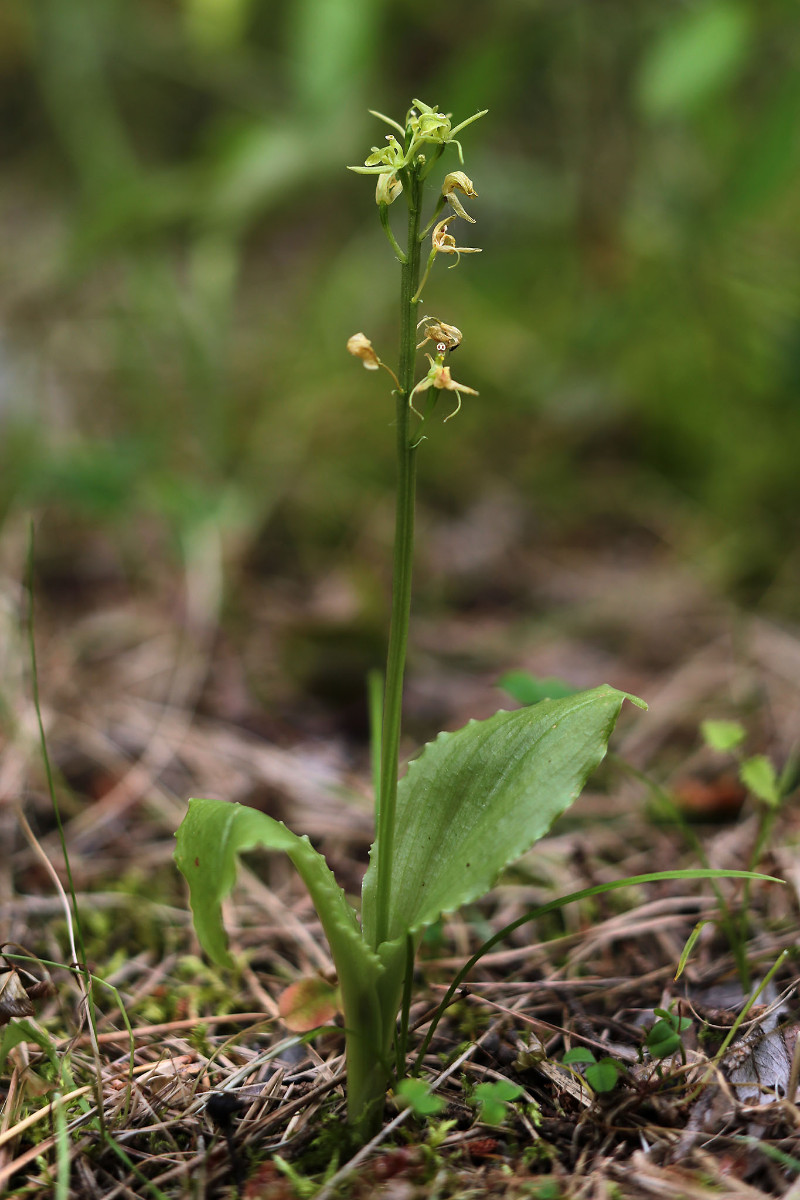 Liparis nemoralis_Österreich_Habitus_8076.jpg