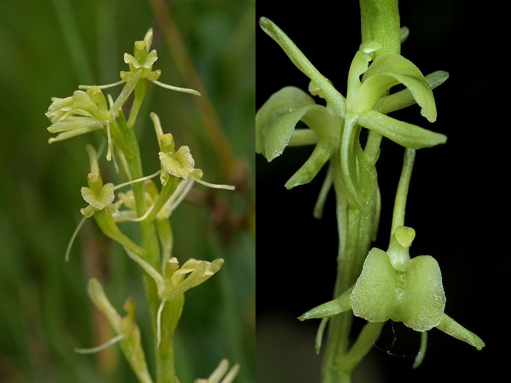 Vergleich von Liparis nemoralis zu Liparis loeselii; links L. loeselii, rechts L. nemoralis