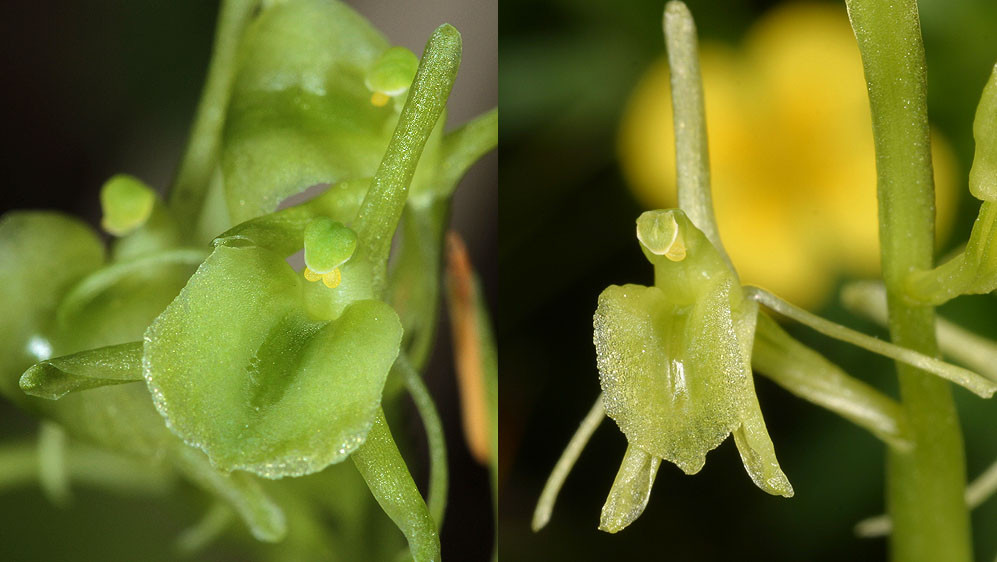 Vergleich von Liparis nemoralis zu Liparis loeselii; links L. nemoralis, rechts L. loeselii