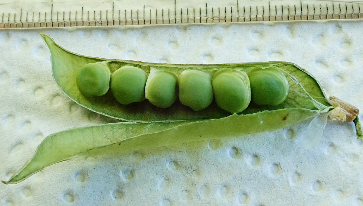 Vicia dumetorum Früchte Samen 07-2022.jpg