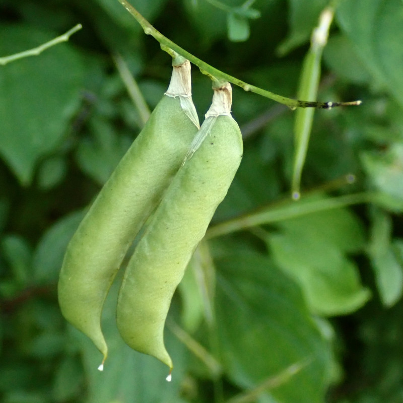 Vicia dumetorum Früchte 07-2022.jpg