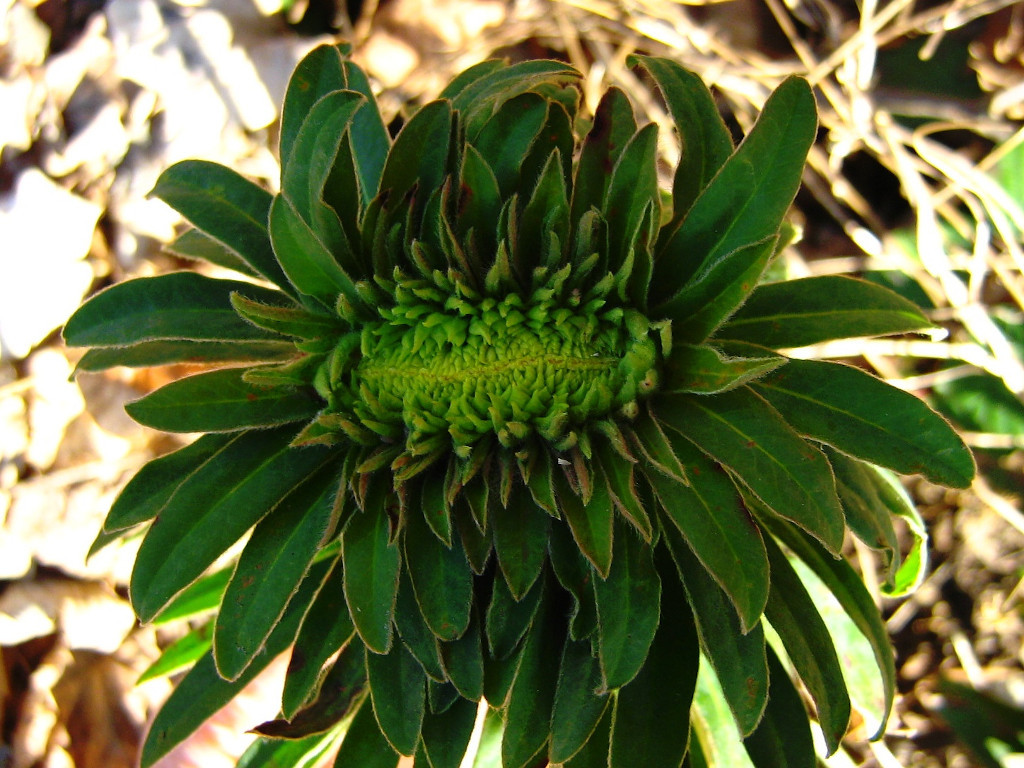 Euphorbia amygdaloides_01-2008.jpg