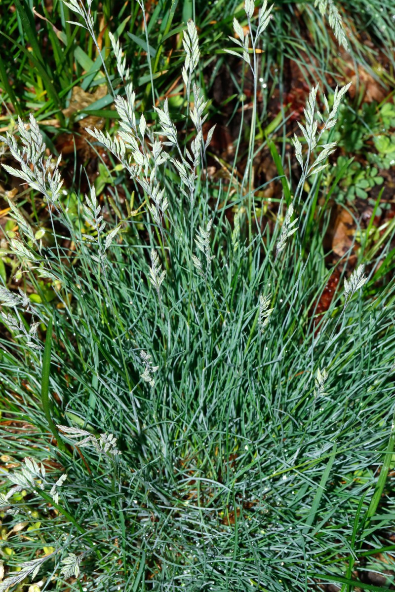 Festuca pulchra KA ErzbergerStr A3.jpg