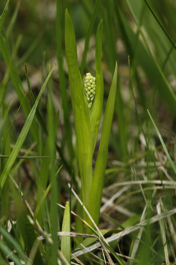 Tofieldia calyculata (Habitus, knospend).jpg