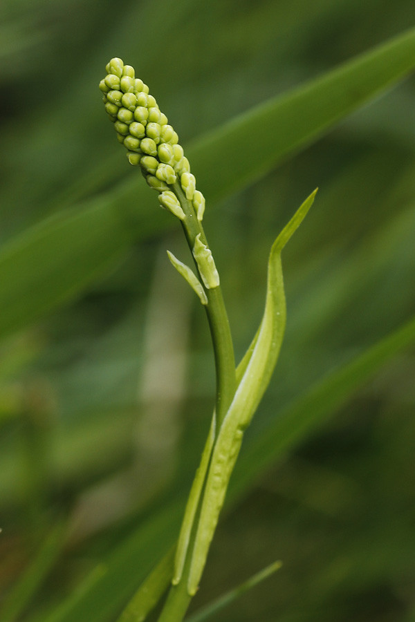 Tofieldia calyculata (knospend).jpg