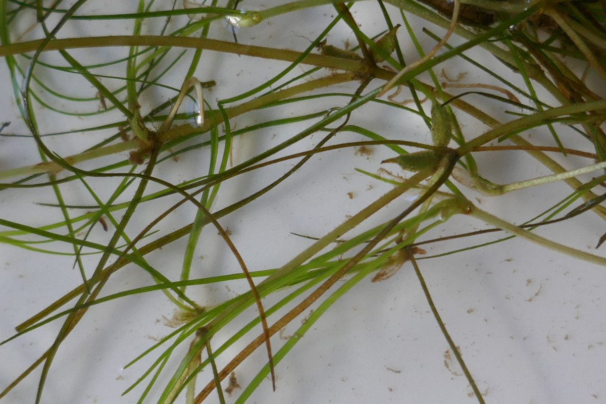 Zannichellia-palustris-subsp-palustris05_Teichfaden-Sumpf-_7730-22_Bannacker_2022-07-11.JPG
