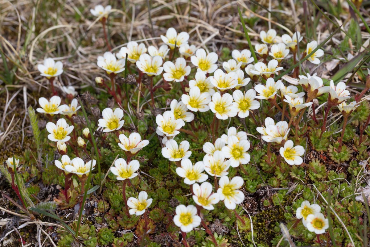 Steinbrech-Varanger_FH2206130001.jpg