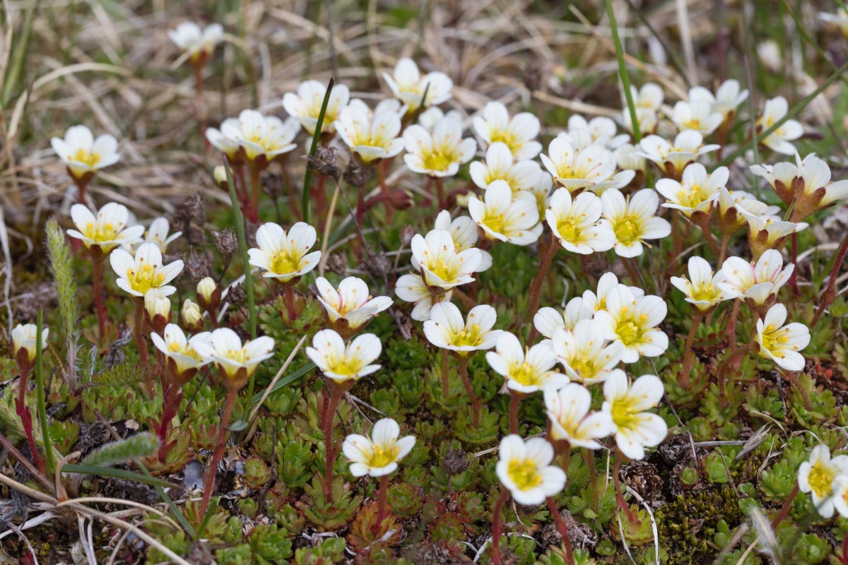 Steinbrech-Varanger_FH2206130002.jpg