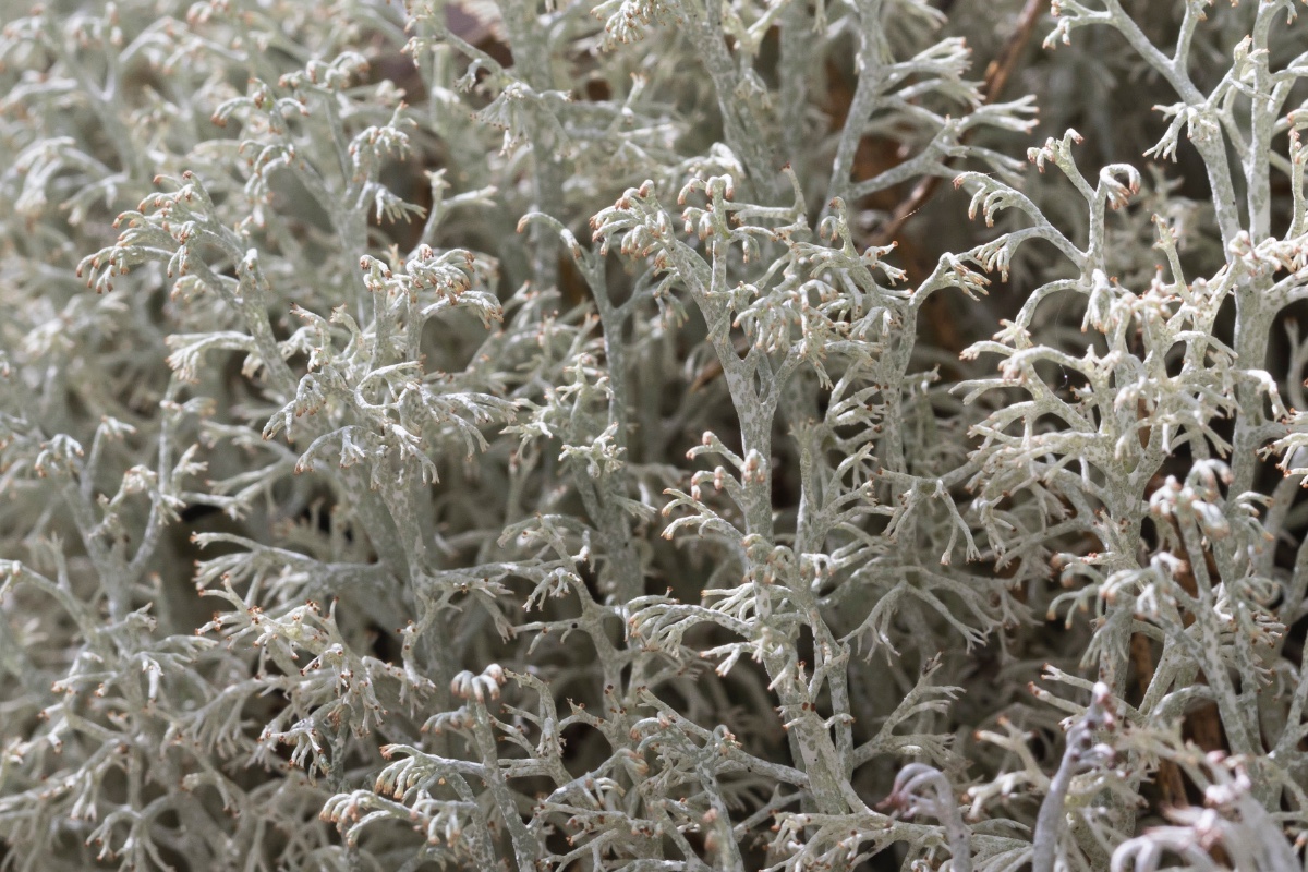 Cladonia-Schweden_FH2206040001-2.jpg