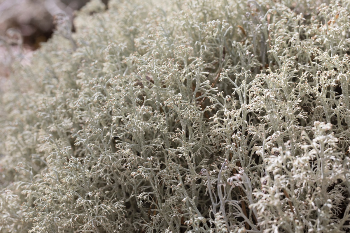 Cladonia-Schweden_FH2206040001.jpg