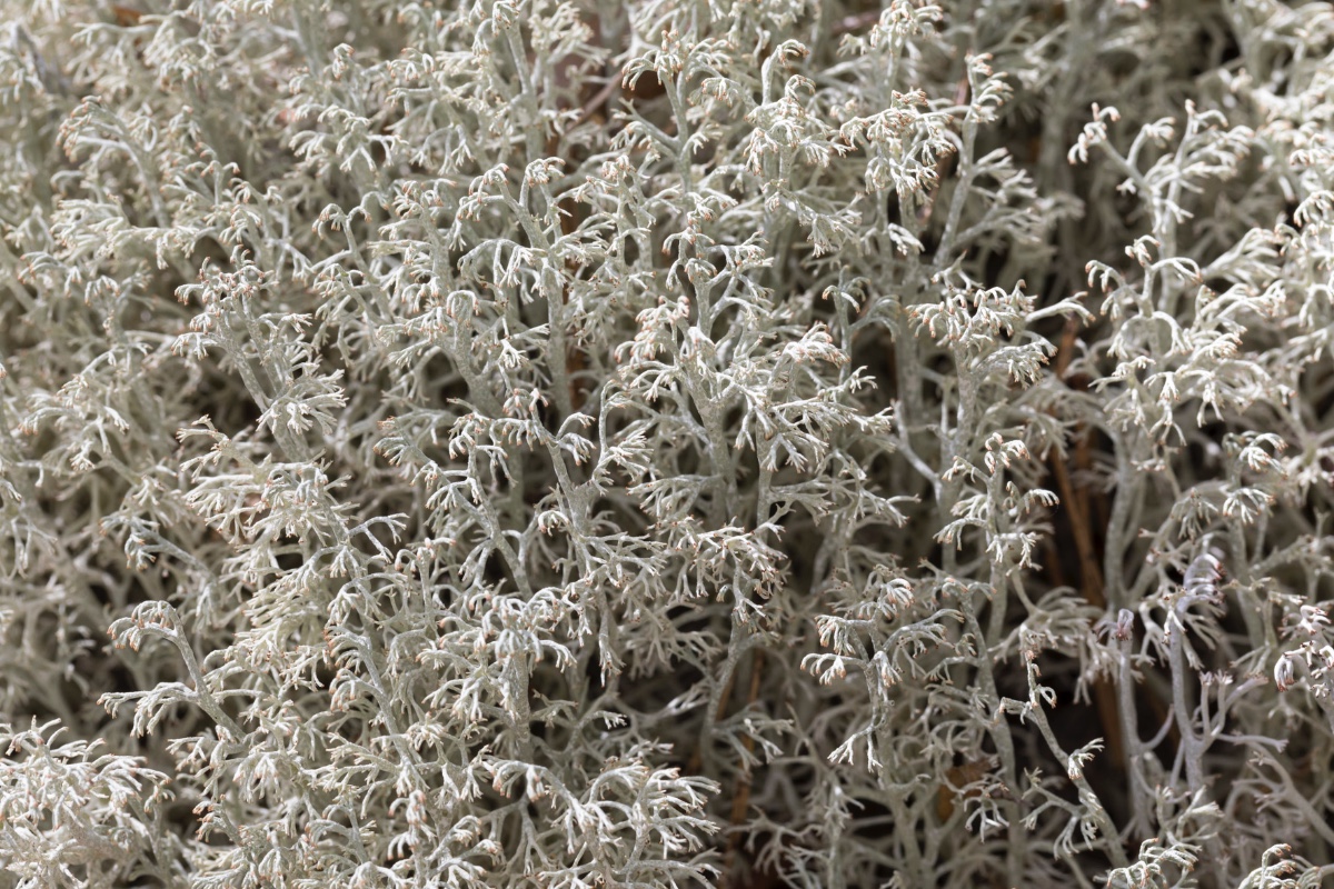 Cladonia-Schweden_FH2206040003.jpg