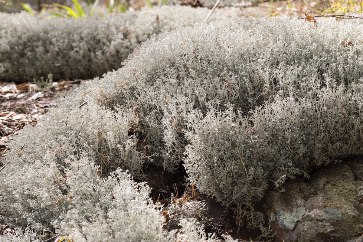 Cladonia-Schweden_FH2206040004.jpg