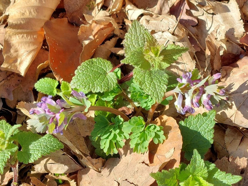 2023-03-03_Corydalis cava_BA.jpg