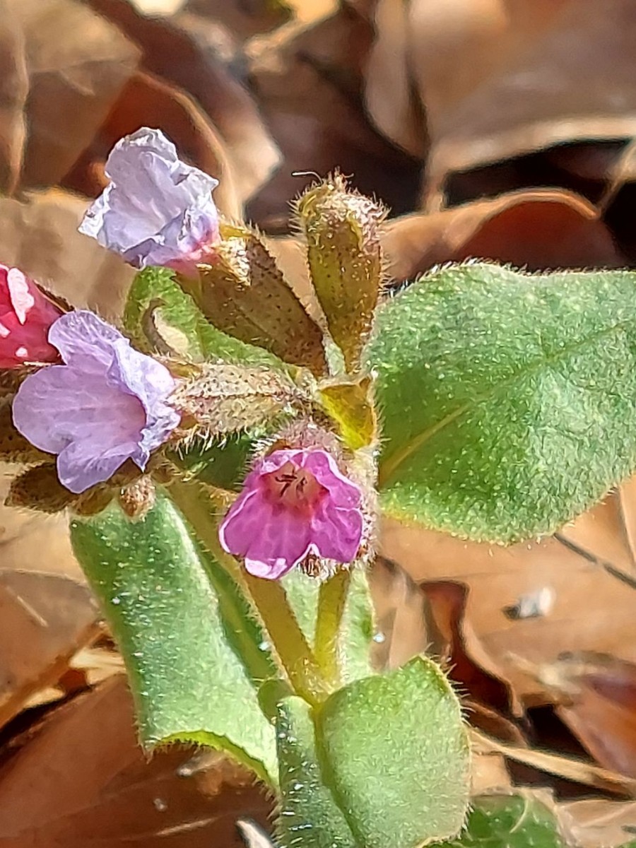 2023-03-03_Pulmonaria obscura_BA.jpg