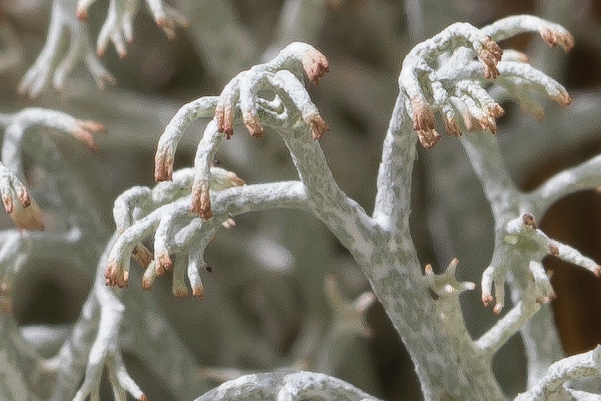 Cladonia-Schweden_FH2206040003-2.jpg