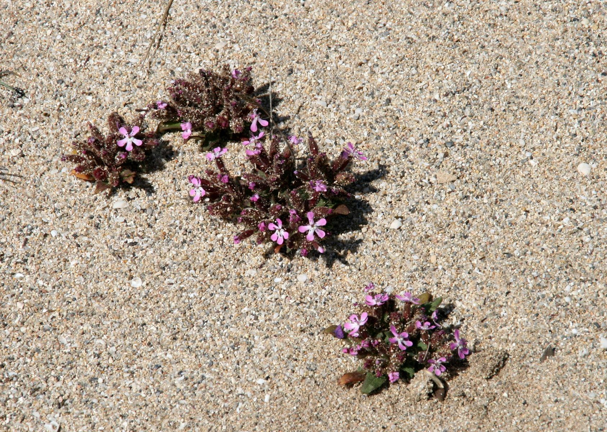 K1600_Saponaria jagelii 02.JPG