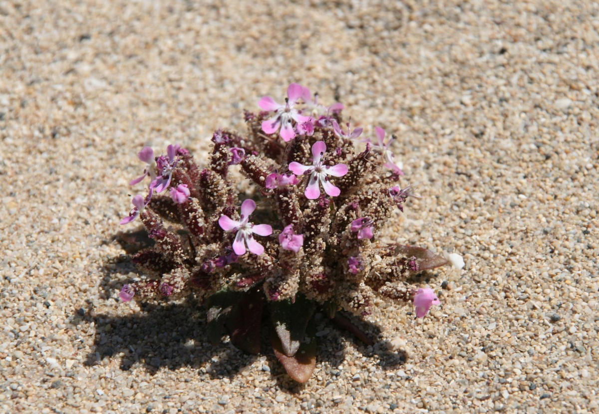 K1600_Saponaria jagelii 08.JPG