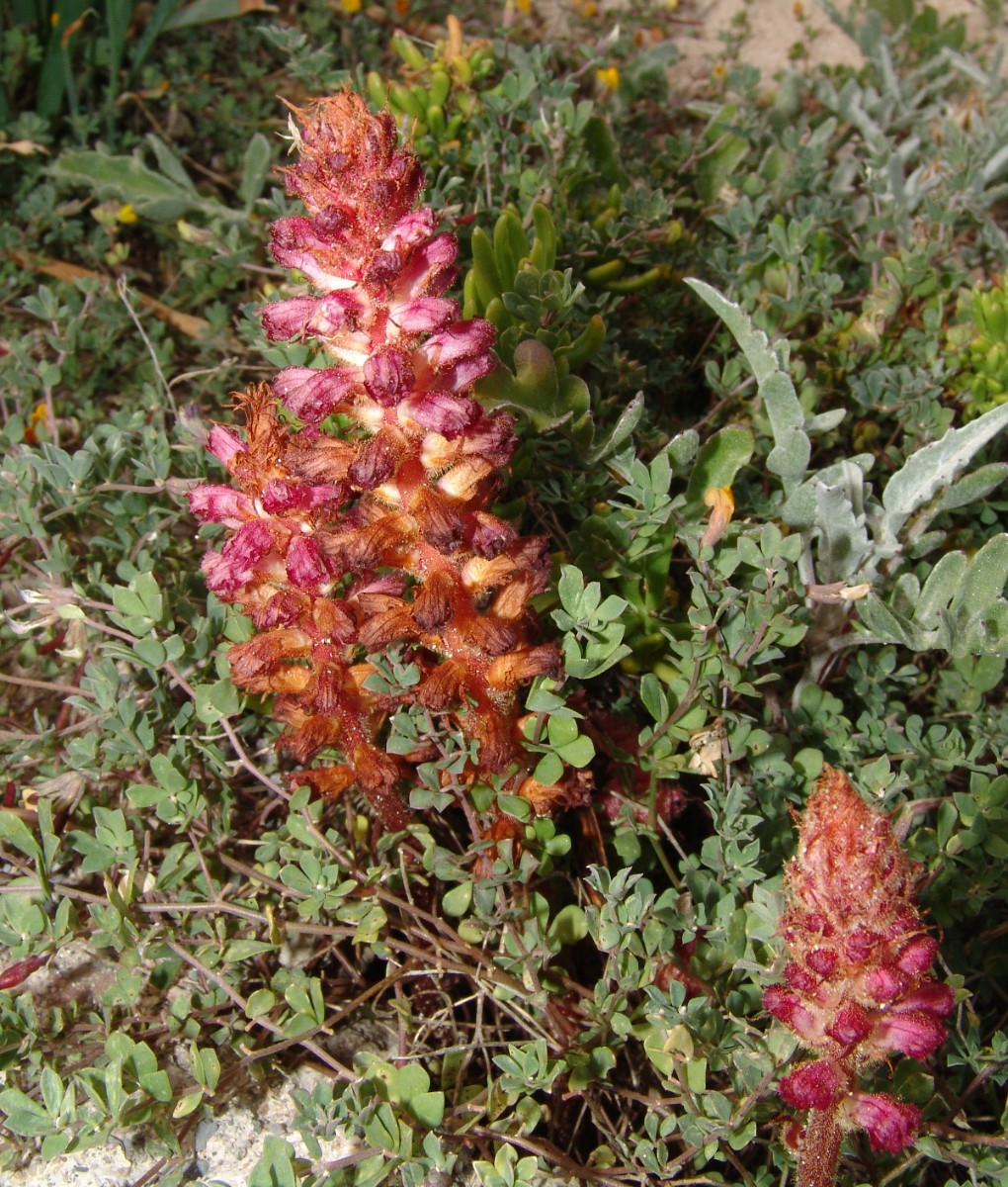 Orobanche sanguinea SW-Kreta Elafonissi Isl (32).JPG