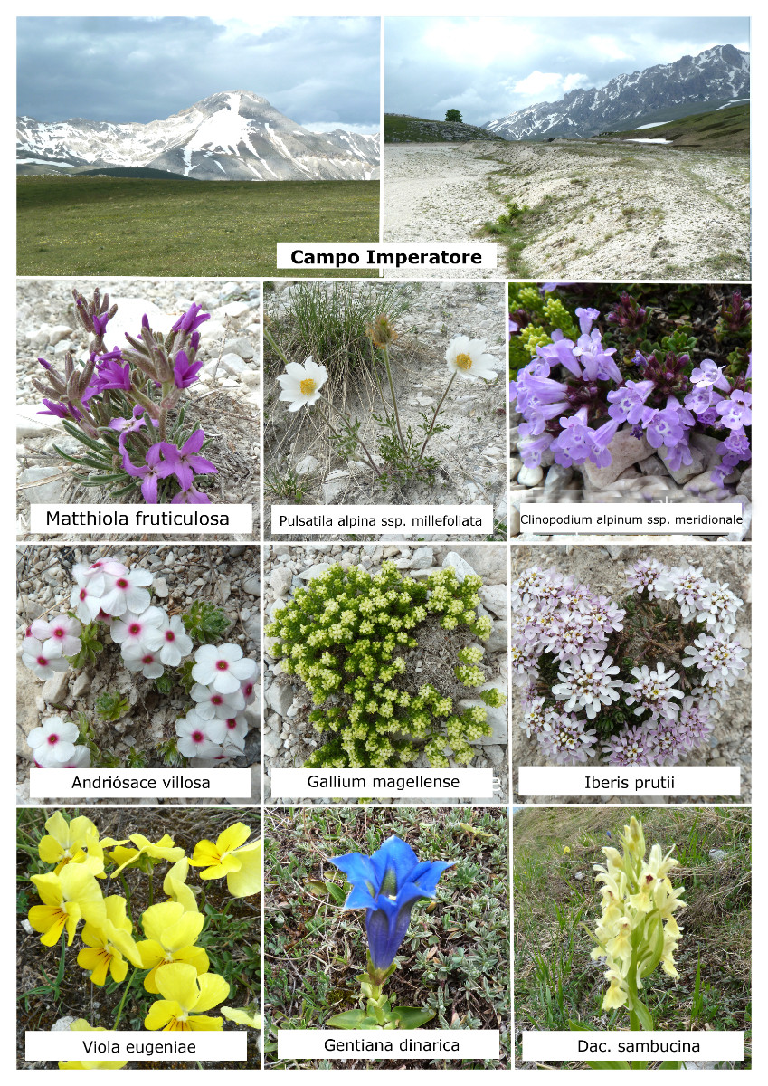 Flora Campo Imperatore .jpg