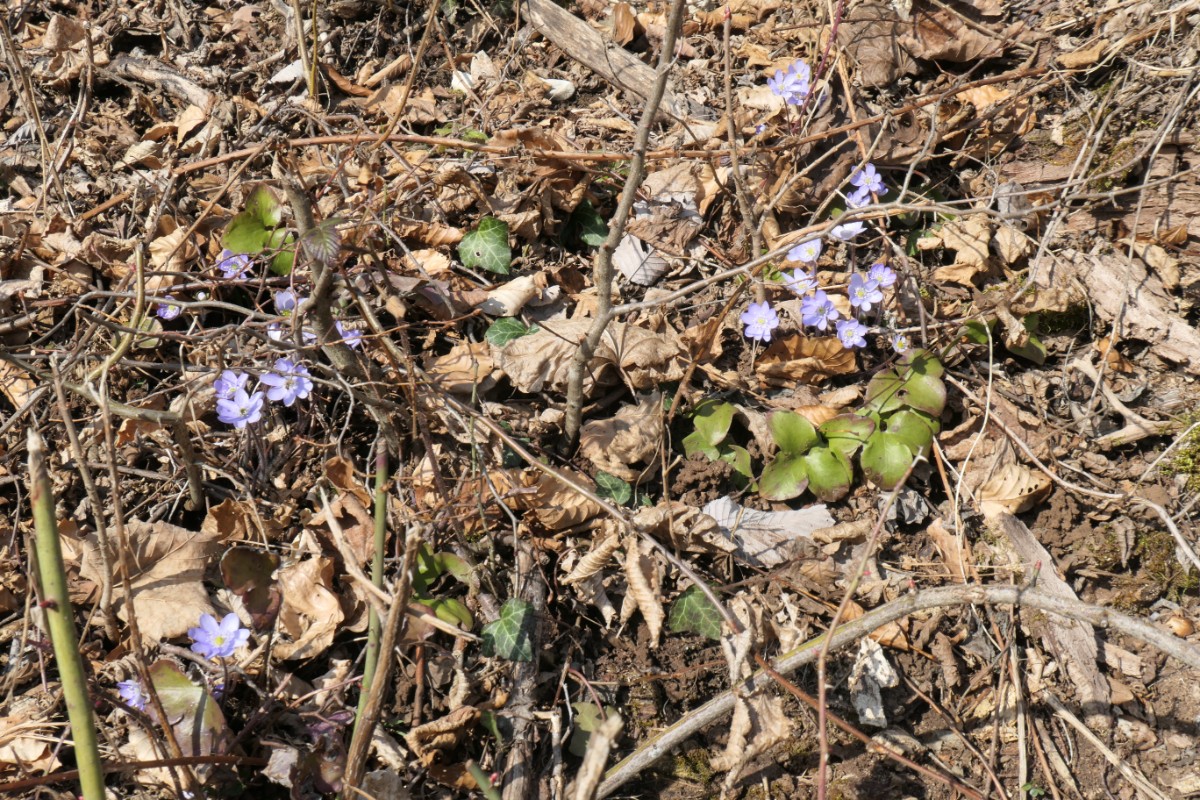 Hepatica nobilis