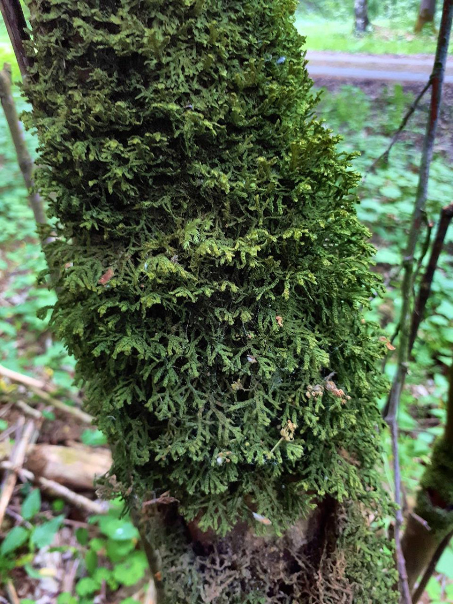 So sieht normal gewachsene epiphytische Porella platyphylla aus, hier an Hasel.