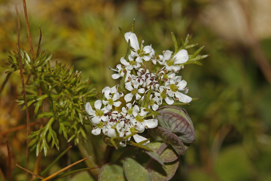 Scandix pecten-veneris - Gewöhnlicher Venuskamm (Blüte).jpg