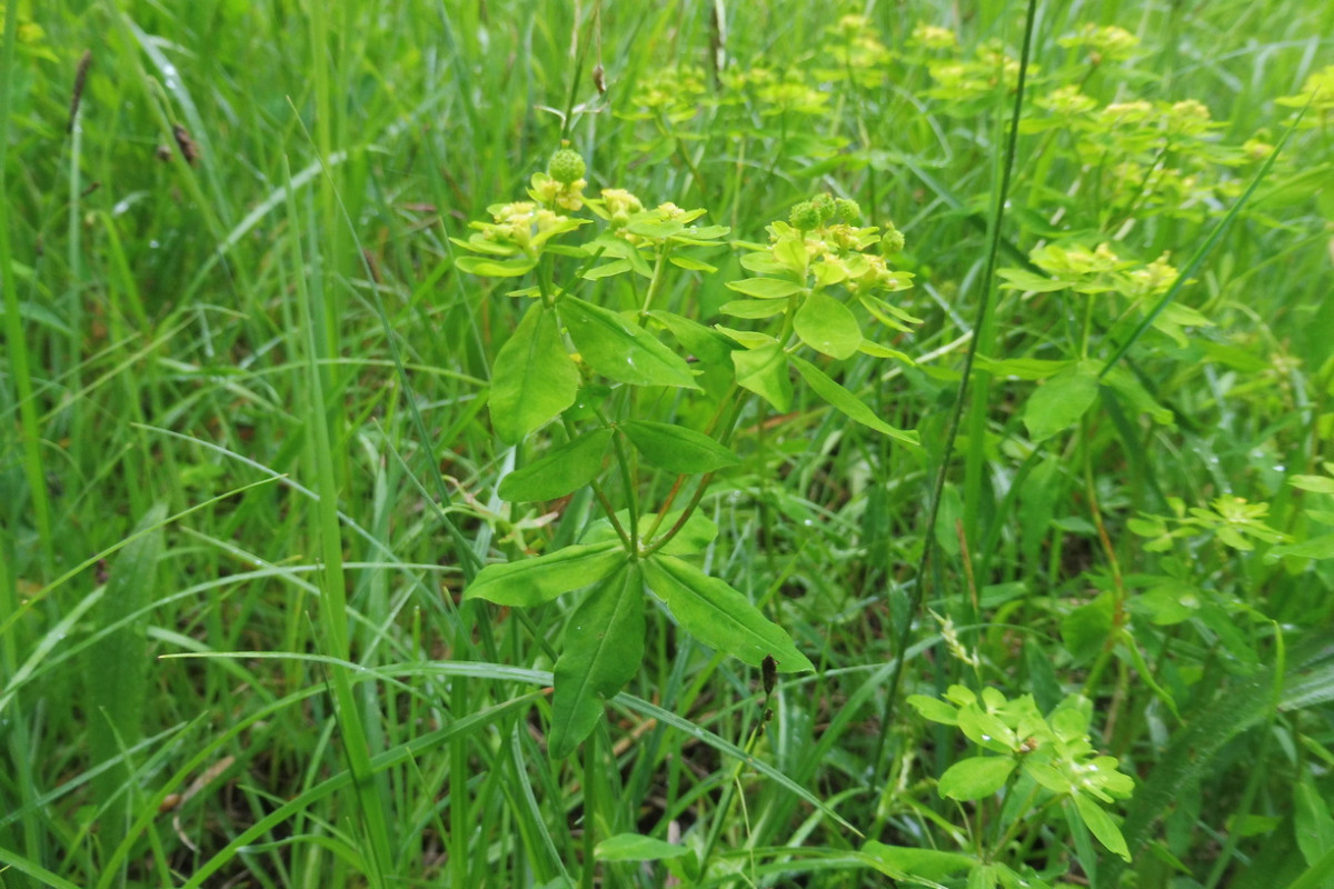 Euphorbia 2.JPG