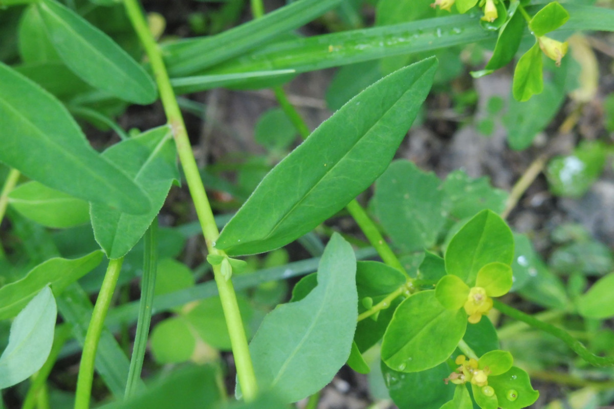 Euphorbia 4.JPG