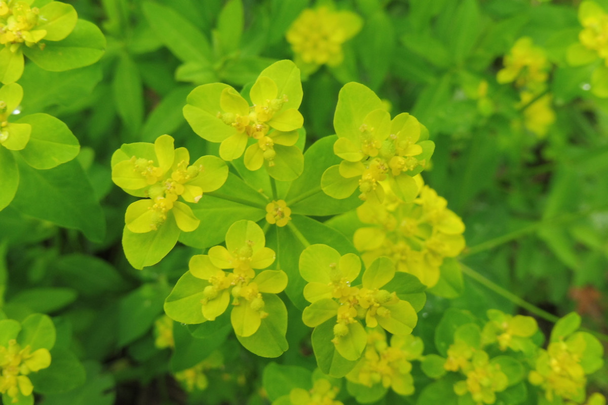 Euphorbia 5.JPG