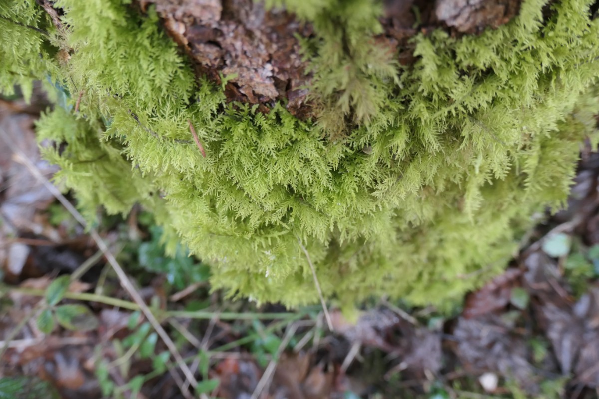 Thuidium tamariscinum