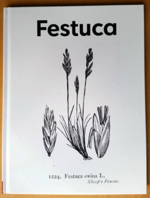 festuca2.JPG