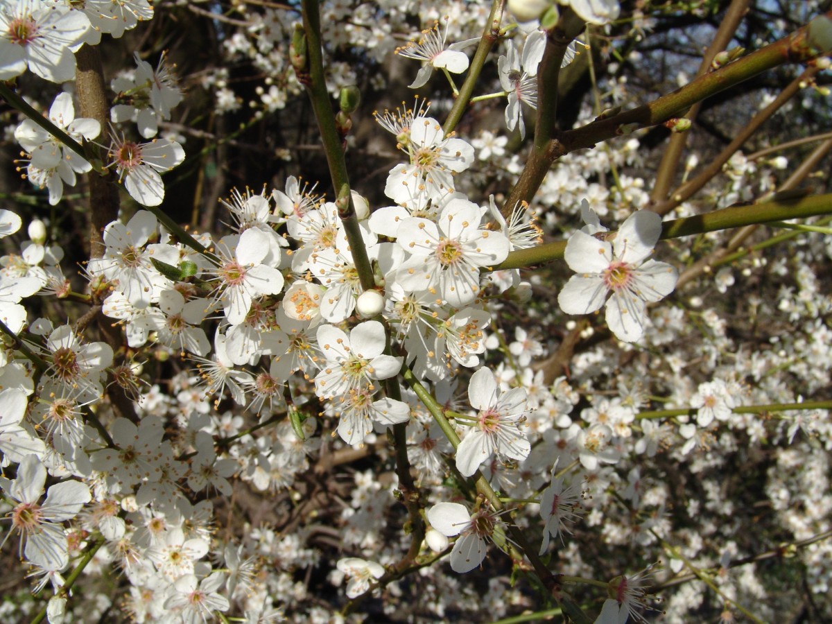 Prunus cerasifera Bruchsal Holzindustrie G3.jpg