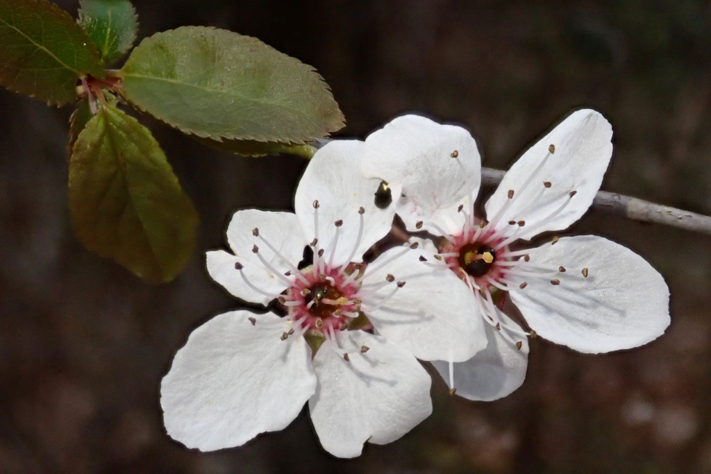Prunus cerasifera-b_03-2023.jpg