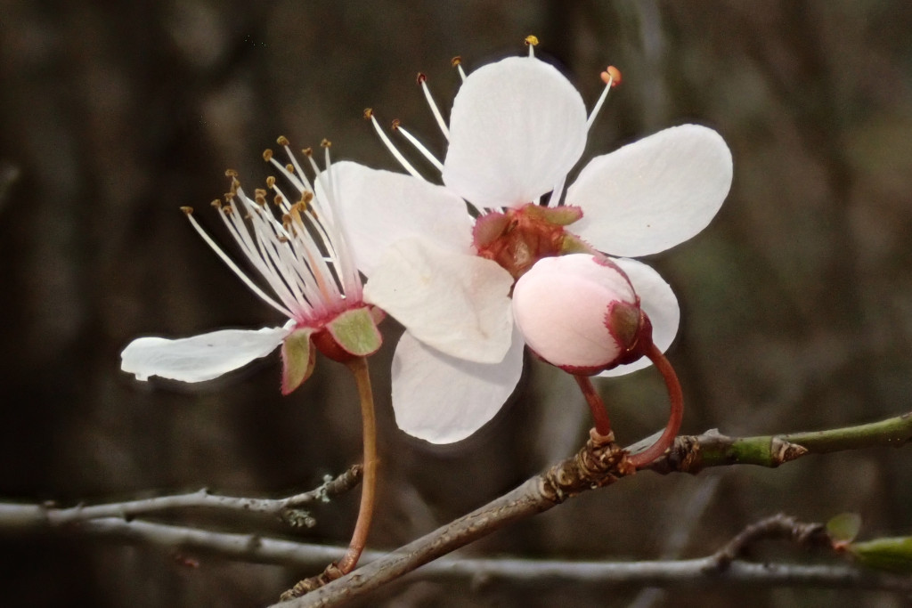 Prunus cerasifera-c_03-2023.jpg