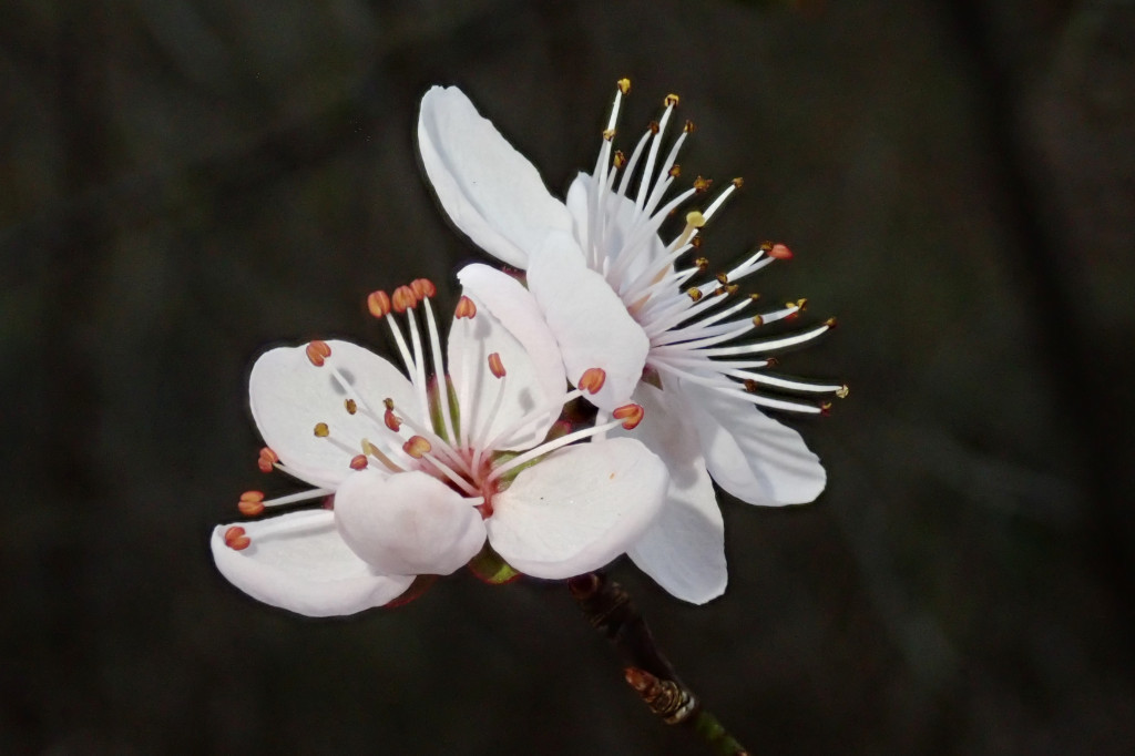 Prunus cerasifera-d_03-2023.jpg