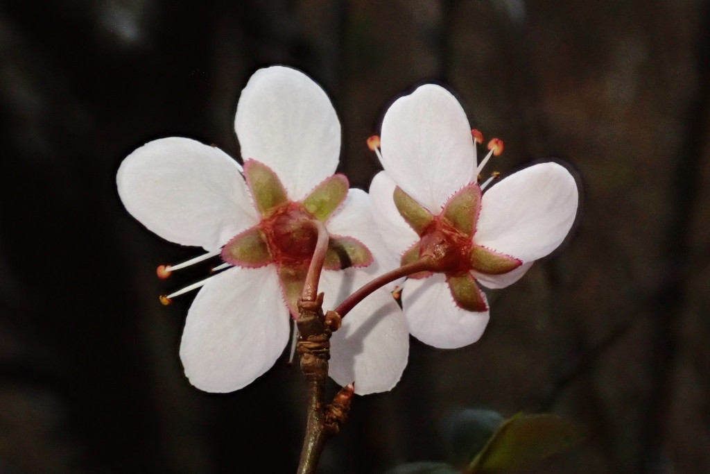 Prunus cerasifera-e_03-2023.jpg