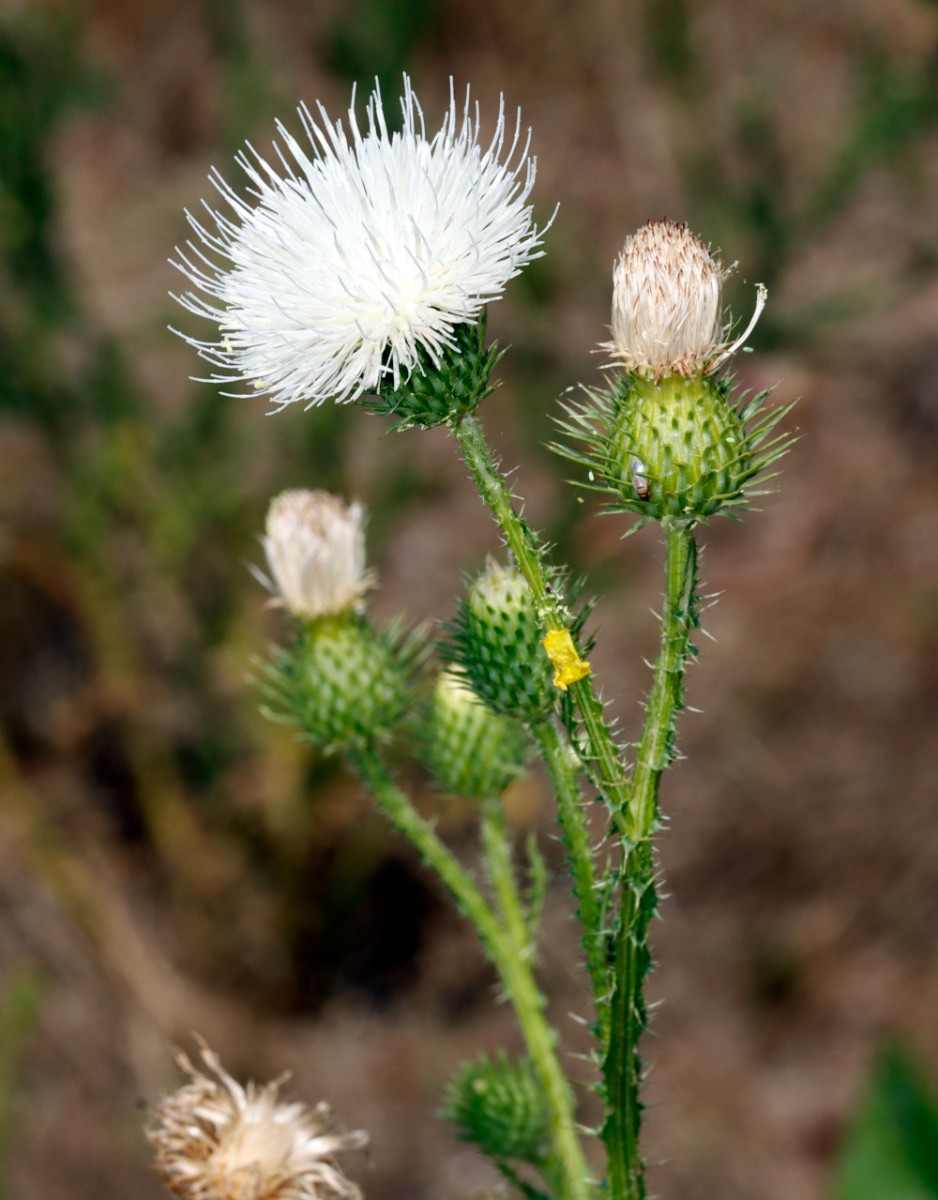 Carduus acanthioides Albino Mechtersheim A1.jpg