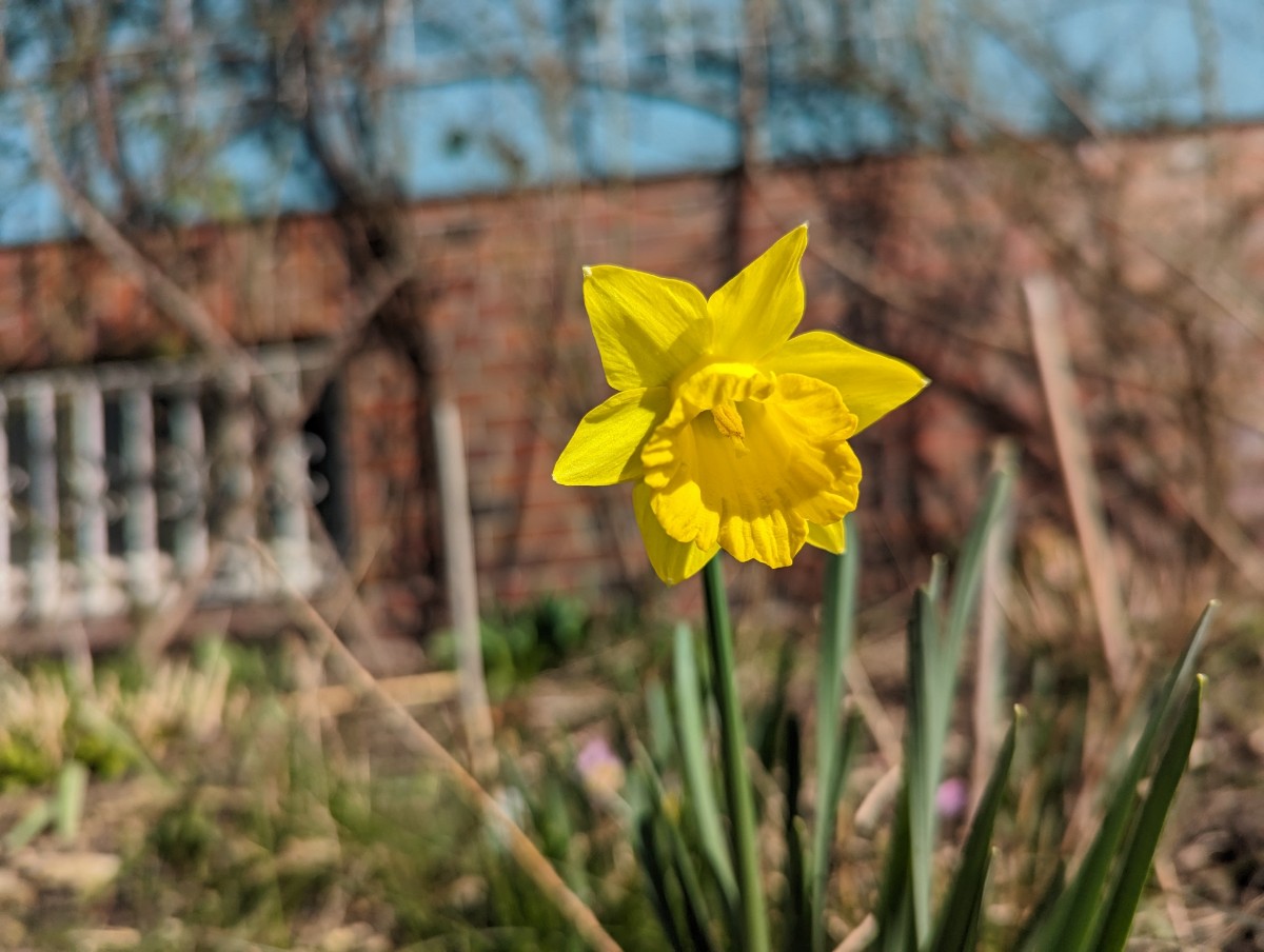 Narcissus pseudonarcissus