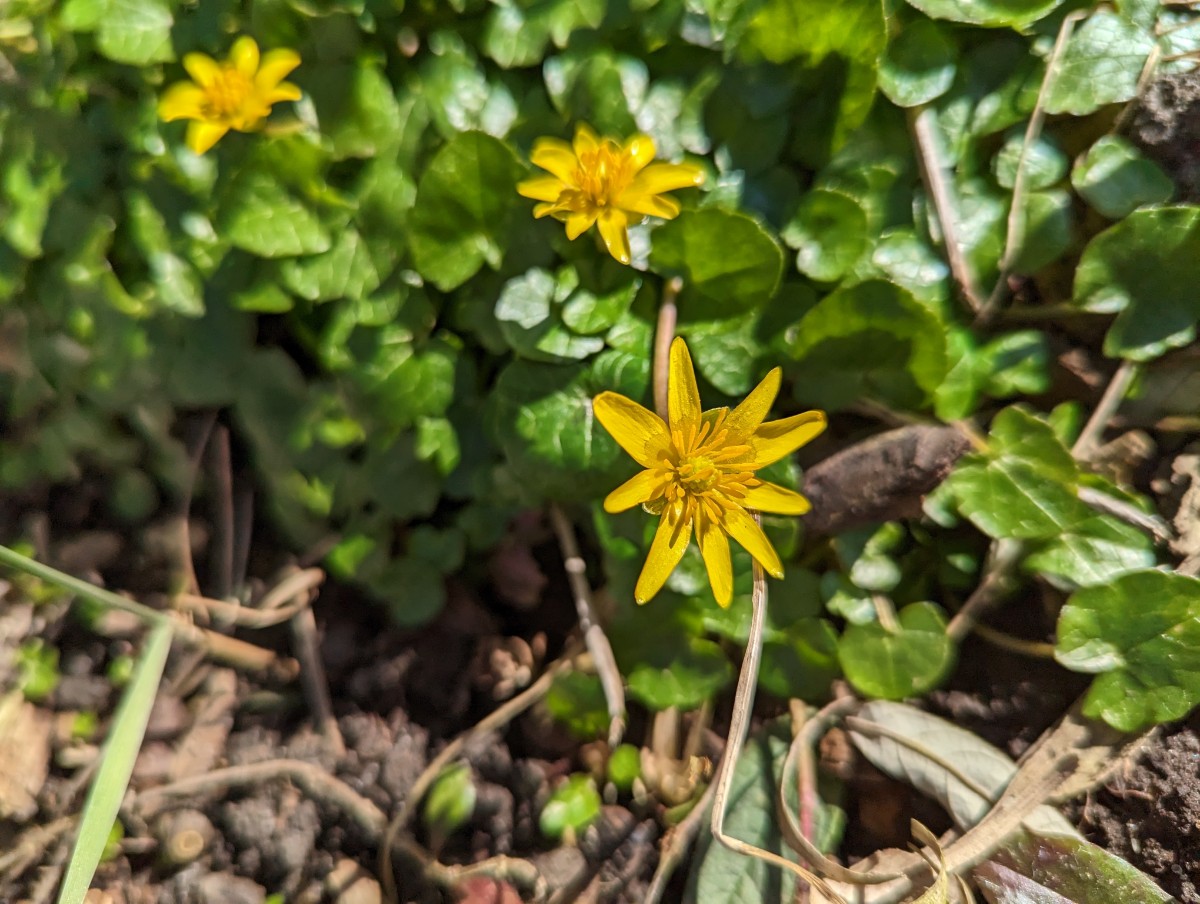 Ficaria verna