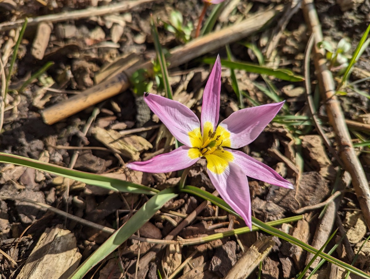 Tulipa humilis oder saxatilis?