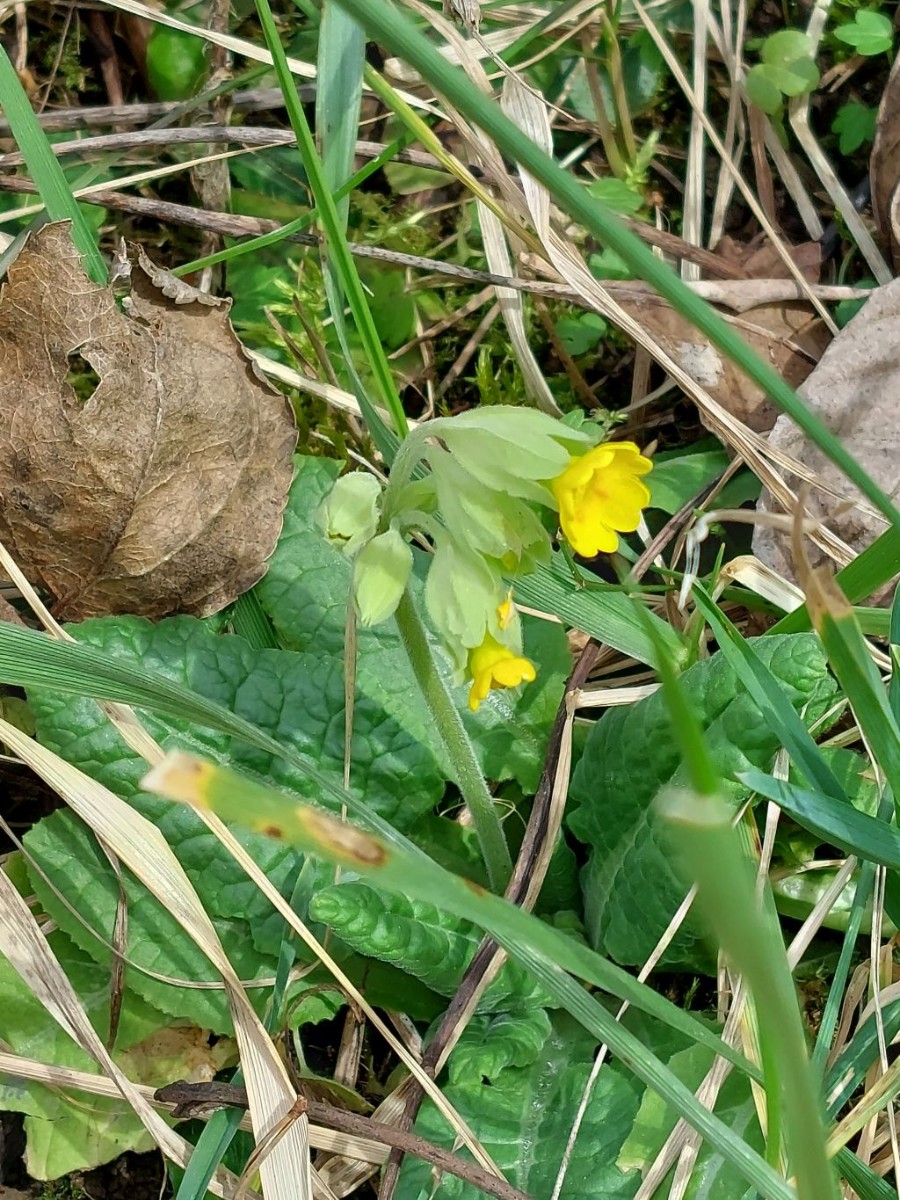 20230317_Primula veris.jpg