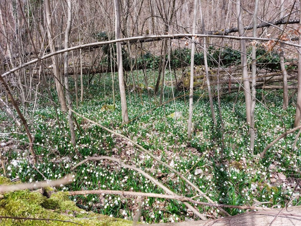 20230317_Leucojum vernum.jpg