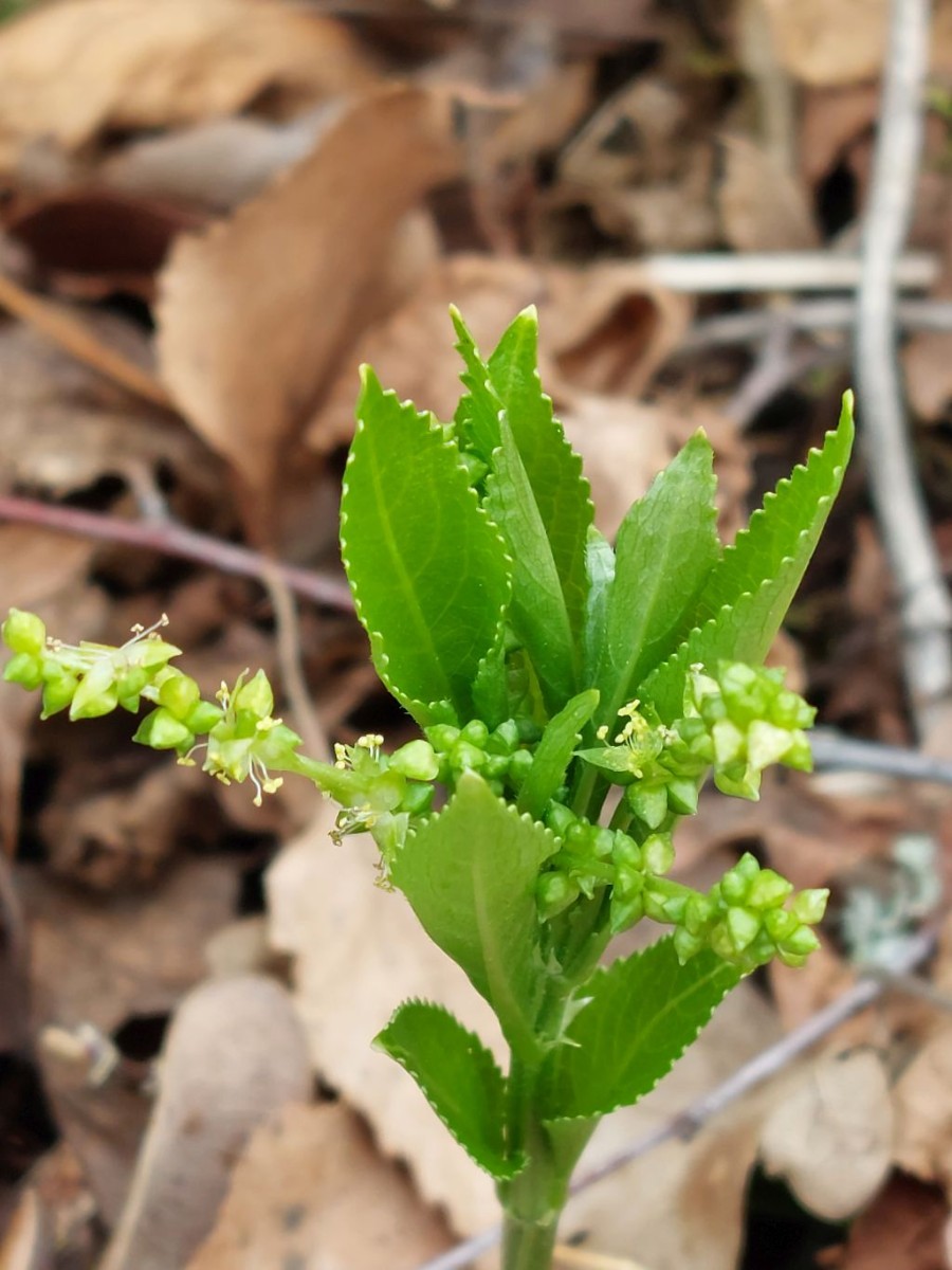 20230317_Mercurialis perennis.jpg