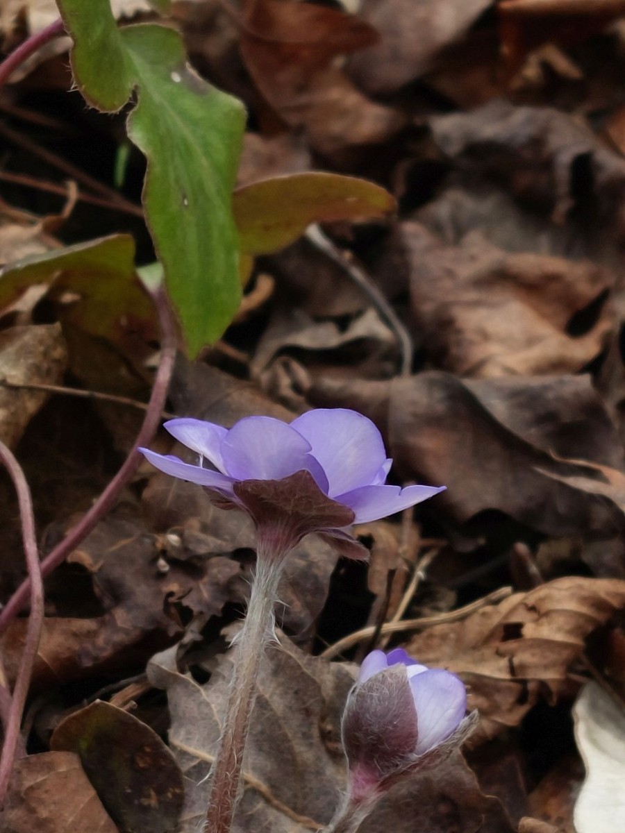 20230317_Hepatica nobilis.jpg