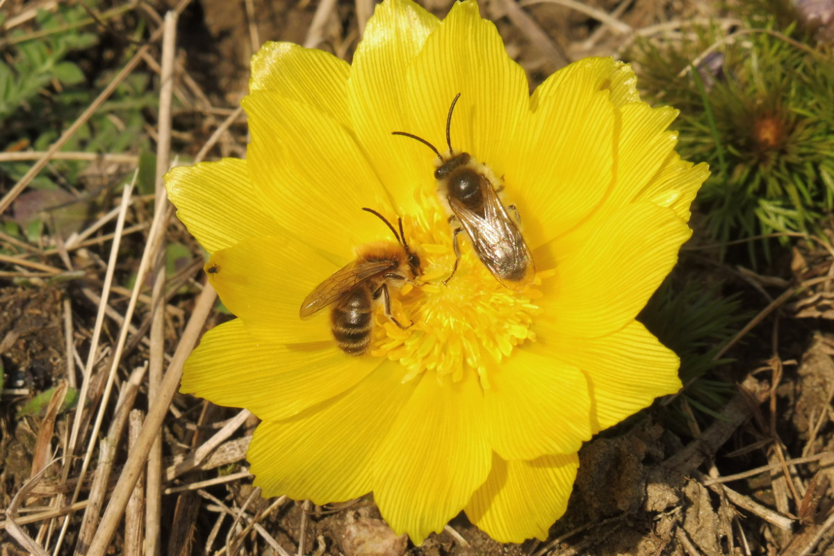 Adonis vernalis 2023.JPG